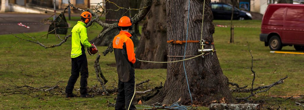 7 Tips for Tree Removal