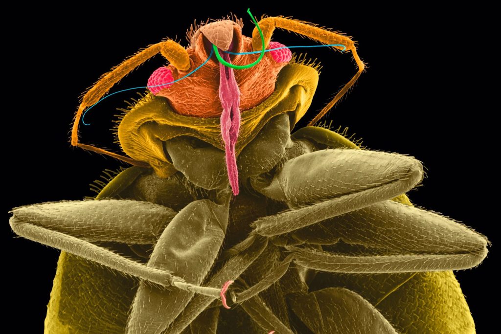 Pest Control in Hillsboro: Getting Rid of Bed Bugs that are Invading Your Home